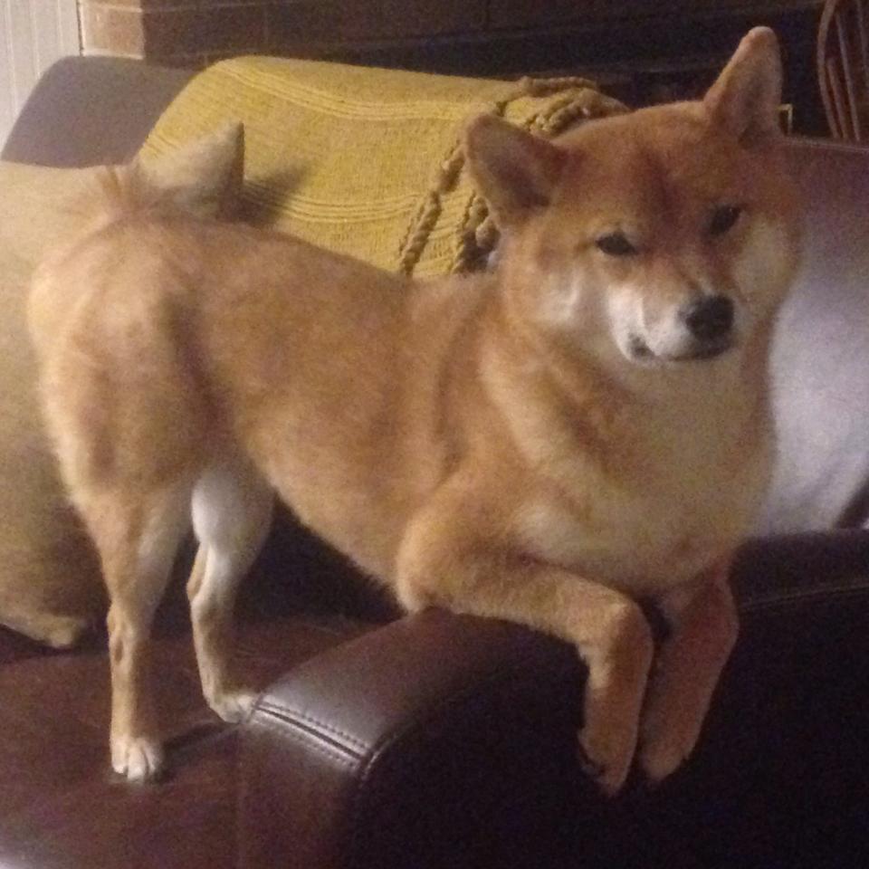 撕裂防线!杰伦·格林轰下37分打崩黄蜂,热火硬仗显露冠军相